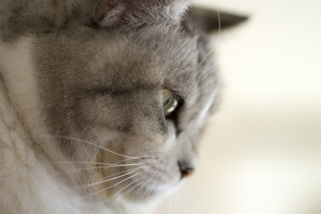 長毛と短毛の猫を両方飼ってみた感想 ぼっちな東京生活