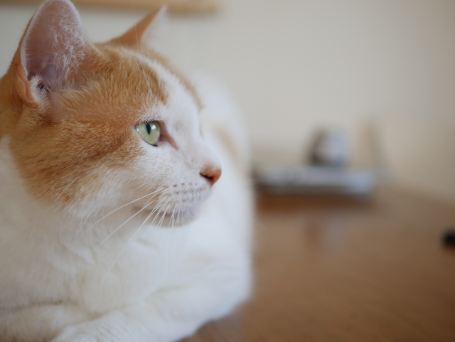 保護猫の里親になった経緯と厳しすぎる猫の譲渡条件 ぼっちな東京生活