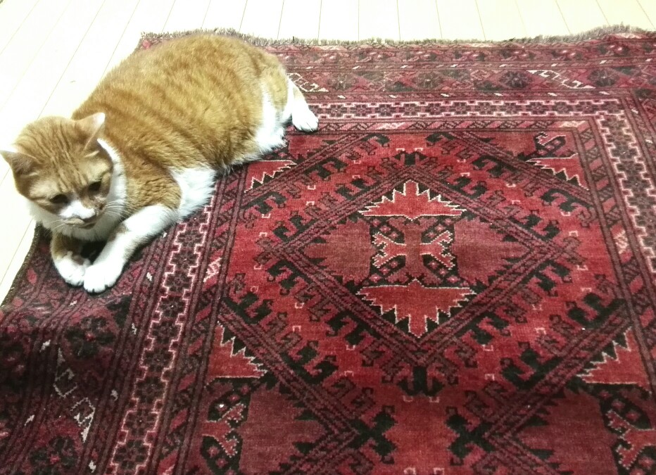猫と手織りのペルシャ絨毯 | ぼっちな東京生活