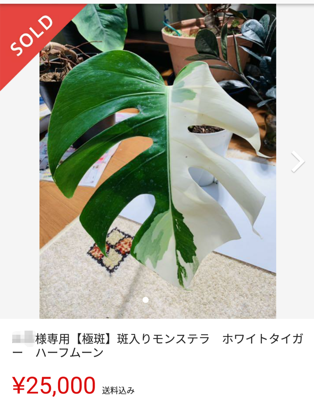 斑入りマドカズラ 白斑 全斑 フルムーン - 植物/観葉植物